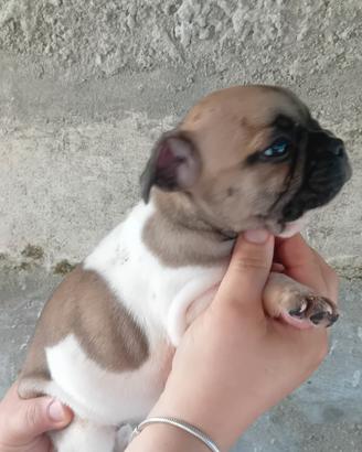 Bulldog francese