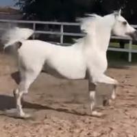 Disponibile Stallone arabo puro egiziano campione