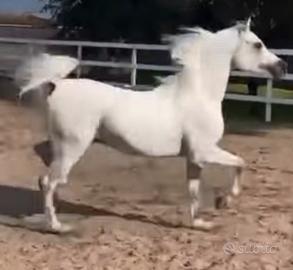 Disponibile Stallone arabo puro egiziano campione