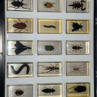 Raccolta di Insetti da tutto il mondo