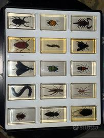 Raccolta di Insetti da tutto il mondo