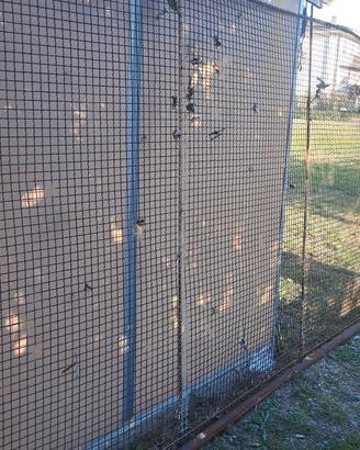 Rete robusta per recinto animali e varie