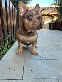 Big rope velvet x monta