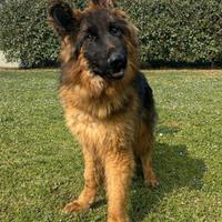 Pastore Tedesco pelo lungo