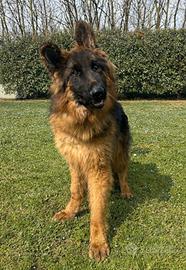 Pastore Tedesco pelo lungo