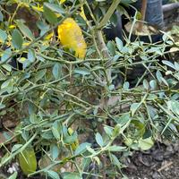 Albero di finger lime o limone caviale