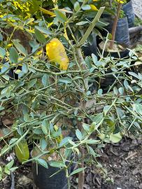 Albero di finger lime o limone caviale