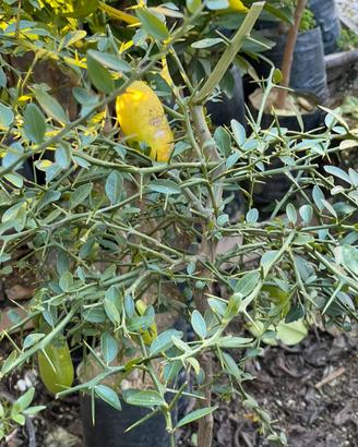 Albero di finger lime o limone caviale