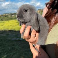 Cucciolo ariete blu