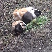 Regalasi Porcellini d'india cuccioli e adulti