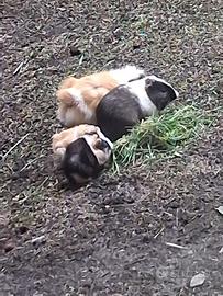 Regalasi Porcellini d'india cuccioli e adulti