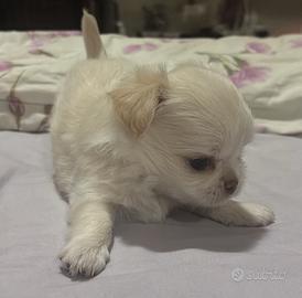 Cucciolo chihuahua
