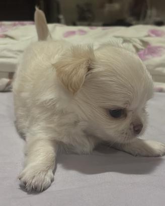 Cucciolo chihuahua