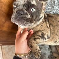 Bulldog francese esotico merle