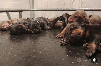 Dobermann cuccioli