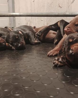 Dobermann cuccioli