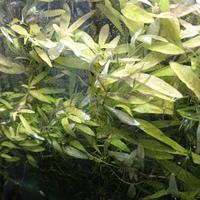 acquario / scambiopotature con pesciolini o carid