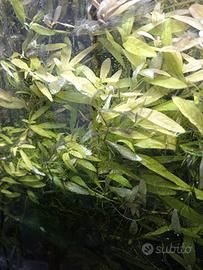 acquario / scambiopotature con pesciolini o carid