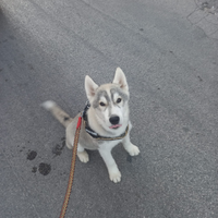 Disponibili cuccioli di siberian husky con pedigre
