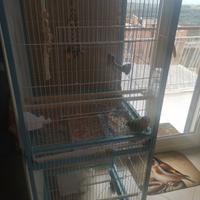 Inseparabile allevato a mano piu voliera