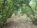 terreno-agricolo-caprarola