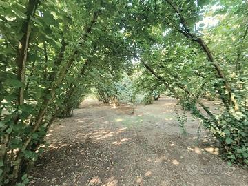 Terreno Agricolo - Caprarola