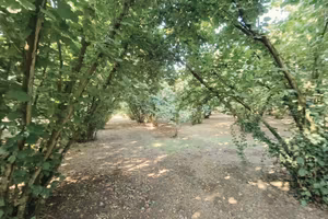Terreno Agricolo - Caprarola