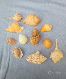 11 piccole conchiglie da collezione 
