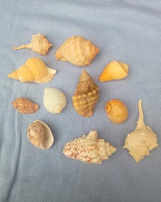11 piccole conchiglie da collezione 