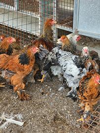 Galline brahma vorwerk padovana amrocks austrolop