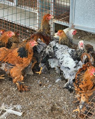 Galline brahma vorwerk padovana amrocks austrolop
