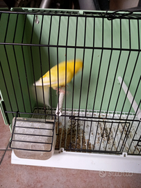 Canarino maschio giallo