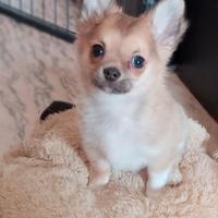 Cucciolo chihuahua