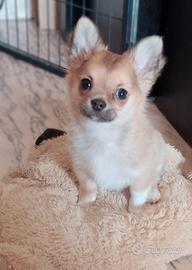 Cucciolo chihuahua