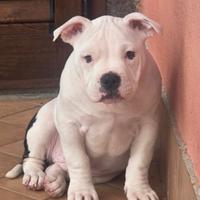 American bully