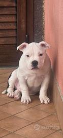 American bully