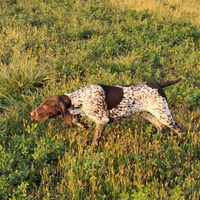 Kurzhaar cuccioli bracco tedesco cucciolo