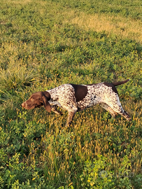 Kurzhaar cuccioli bracco tedesco cucciolo