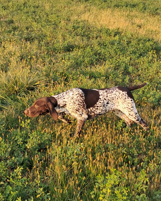 Kurzhaar cuccioli bracco tedesco cucciolo