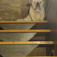 Buldog inglese per monte