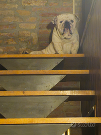 Buldog inglese per monte