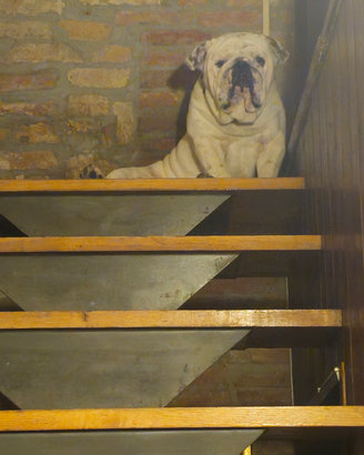 Buldog inglese per monte