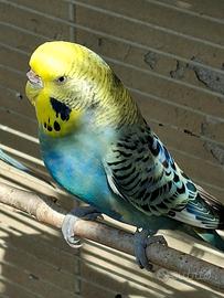 cocoriti 