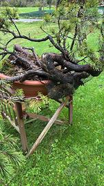 Pino mugo yamadori