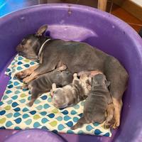 Cuccioli di Bulldog francese