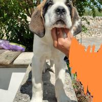 Cane di San Bernardo