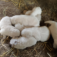 Cuccioli di maremmano