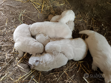 Cuccioli di maremmano