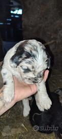 Cuccioli pastore bergamasco