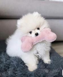 Volpino di Pomerania mini - Documenti pronti